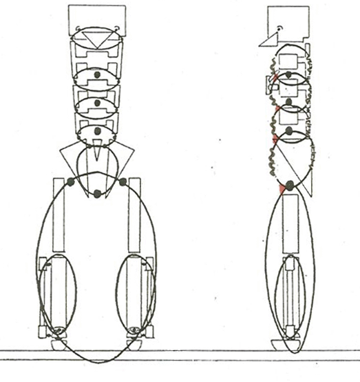 Fig. 2 fibre elastiche e collagene del corpo umano - dossier Alterazioni Cervicali prodotto dalla dottoressa Maria Elena Berioli