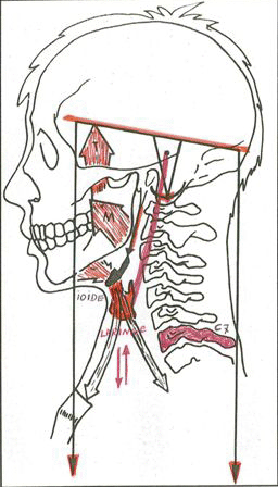 Fig. 3 rachide cervicale, osso ioide, laringe - dossier Alterazioni Cervicali prodotto dalla dottoressa Maria Elena Berioli