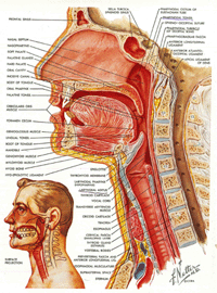 Tratto orofaringeo e rinofaringolaringeo detto vocal tract