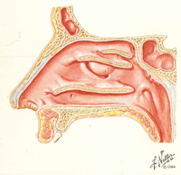 Sezione nasale senza turbinati per evidenziare i corridoi del flusso respiratorio