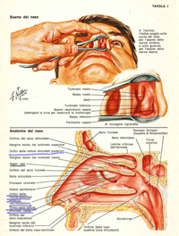 Manovra ORL di rinoscopia anteriore