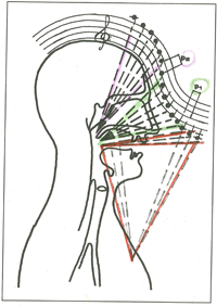 Schema delle sensazioni propriocettive sonore mediate dai seni paranasali