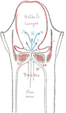 Figura 8 - Vocal Tract o tubo fonatorio